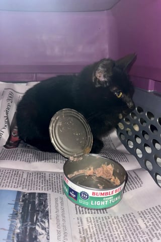 Illustration de l'article : Ils regardent dans une benne &agrave; ordures et d&eacute;couvrent un petit chaton malnutri et br&ucirc;l&eacute; par le soleil qui n&rsquo;attendait que d&rsquo;&ecirc;tre sauv&eacute;