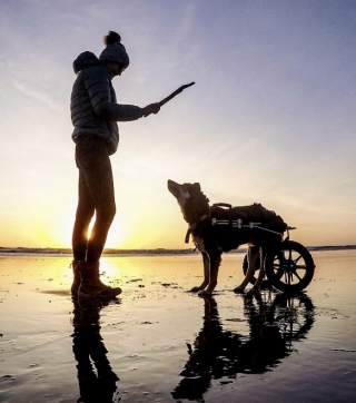 Illustration de l'article : &laquo; Un chien qui a besoin de vous &raquo;, une femme d&eacute;livre un message &eacute;mouvant en recommandant les meilleurs chiens &agrave; adopter (vid&eacute;o)