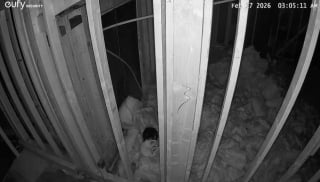 Illustration de l'article : En r&eacute;novant sa nouvelle maison, une famille d&eacute;couvre 2 chiots livr&eacute;s &agrave; eux-m&ecirc;mes et se mobilise pour les sauver