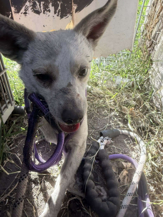 Illustration de l'article : En r&eacute;novant sa nouvelle maison, une famille d&eacute;couvre 2 chiots livr&eacute;s &agrave; eux-m&ecirc;mes et se mobilise pour les sauver