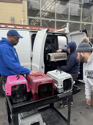 Illustration de l'article : &laquo; Ils avaient absolument besoin de nous &raquo;, l&rsquo;inspection d&rsquo;une voiture stationn&eacute;e m&egrave;ne &agrave; la d&eacute;couverte de 29 chats vivant dans des conditions effroyables