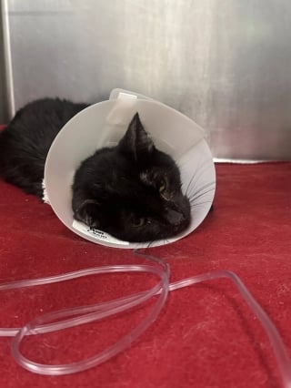 Illustration de l'article : &laquo; Ils avaient absolument besoin de nous &raquo;, l&rsquo;inspection d&rsquo;une voiture stationn&eacute;e m&egrave;ne &agrave; la d&eacute;couverte de 29 chats vivant dans des conditions effroyables