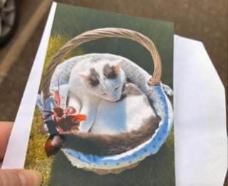 Illustration de l'article : En recevant une note touchante de la part de voisins sur le d&eacute;part, elle r&eacute;alise &agrave; quel point son chat est aim&eacute; dans le quartier