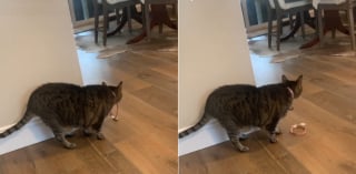 Illustration de l'article : Pour faire le deuil de sa s&oelig;ur disparue cette chatte tigr&eacute;e transporte son collier en miaulant de fa&ccedil;on poignante (vid&eacute;o)