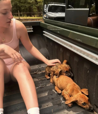 Illustration de l'article : En promenade dans un parc, un p&egrave;re et sa fille extraient d'urgence 3 chiots au bord d&rsquo;une rivi&egrave;re