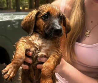 Illustration de l'article : En promenade dans un parc, un p&egrave;re et sa fille extraient d'urgence 3 chiots au bord d&rsquo;une rivi&egrave;re