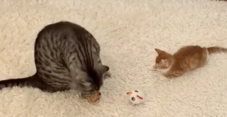 Illustration de l'article : Un chat accueille tr&egrave;s chaleureusement son nouveau petit fr&egrave;re f&eacute;lin et lui inculque tous les secrets du jeu de balle (vid&eacute;o)