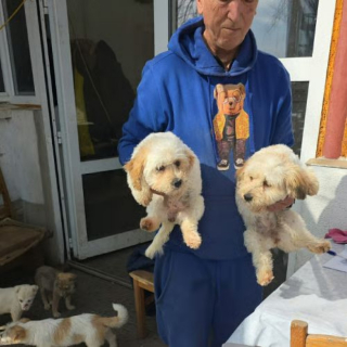 Illustration de l'article : &Agrave; seulement 5 mois, ce chiot &eacute;chappe de peu &agrave; l'euthanasie et cherche d&eacute;sormais une famille aimante