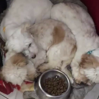 Illustration de l'article : &Agrave; seulement 5 mois, ce chiot &eacute;chappe de peu &agrave; l'euthanasie et cherche d&eacute;sormais une famille aimante