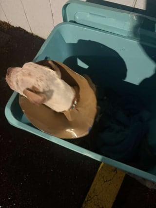 Illustration de l'article : D&eacute;couvert au petit matin dans un bac ferm&eacute;, ce chiot avec une collerette en carton d&eacute;couvre enfin la tendresse humaine