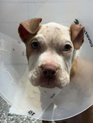 Illustration de l'article : D&eacute;couvert au petit matin dans un bac ferm&eacute;, ce chiot avec une collerette en carton d&eacute;couvre enfin la tendresse humaine