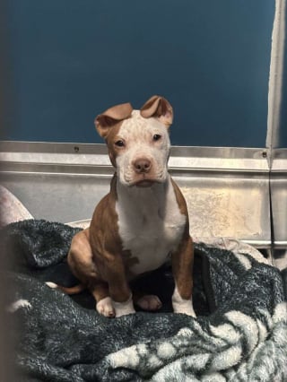 Illustration de l'article : D&eacute;couvert au petit matin dans un bac ferm&eacute;, ce chiot avec une collerette en carton d&eacute;couvre enfin la tendresse humaine