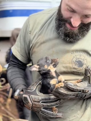 Illustration de l'article : Pr&ecirc;te &agrave; tout pour ses chiots, une chienne vivant dans un hangar finit par s&rsquo;apaiser lorsqu&rsquo;elle comprend que ses sauveurs veulent les aider (vid&eacute;o)