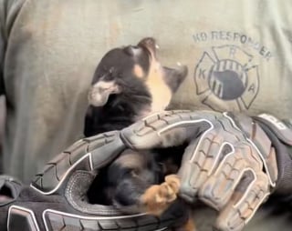 Illustration de l'article : Pr&ecirc;te &agrave; tout pour ses chiots, une chienne vivant dans un hangar finit par s&rsquo;apaiser lorsqu&rsquo;elle comprend que ses sauveurs veulent les aider (vid&eacute;o)