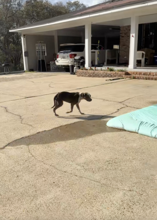 Illustration de l'article : Un chien squelettique choisit une maison au hasard et comprend imm&eacute;diatement qu&rsquo;il vient de trouver sa famille (vid&eacute;o)