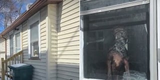 Illustration de l'article : 4 chiens sauv&eacute;s de la n&eacute;gligence dans une maison insalubre sur fond de tensions entre organisations de protection animale