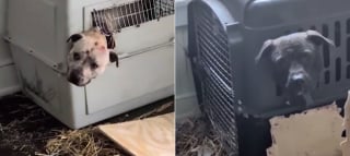 Illustration de l'article : 4 chiens sauv&eacute;s de la n&eacute;gligence dans une maison insalubre sur fond de tensions entre organisations de protection animale