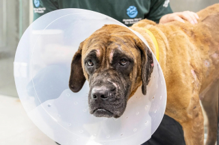 Illustration de l'article : Rescap&eacute;e d'un abattoir et d'un incendie ayant fait 700 victimes, cette chienne r&eacute;apprend &agrave; vivre aux c&ocirc;t&eacute;s d'une cong&eacute;n&egrave;re tout aussi fragile