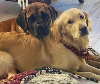 Illustration de l'article : Rescap&eacute;e d'un abattoir et d'un incendie ayant fait 700 victimes, cette chienne r&eacute;apprend &agrave; vivre aux c&ocirc;t&eacute;s d'une cong&eacute;n&egrave;re tout aussi fragile