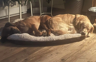 Illustration de l'article : Rescap&eacute;e d'un abattoir et d'un incendie ayant fait 700 victimes, cette chienne r&eacute;apprend &agrave; vivre aux c&ocirc;t&eacute;s d'une cong&eacute;n&egrave;re tout aussi fragile