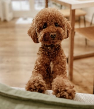 Illustration de l'article : Un couple d'expatri&eacute;s fuyant le Moyen-Orient traverse plusieurs fronti&egrave;res pour r&eacute;ussir &agrave; &eacute;vacuer son Caniche (vid&eacute;o)