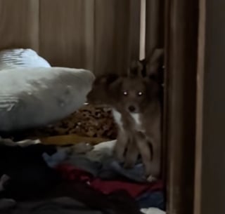 Illustration de l'article : Une entrepreneuse secourt une chienne et ses 3 chiots r&eacute;fugi&eacute;s &agrave; l'int&eacute;rieur d'une maison abandonn&eacute;e (vid&eacute;o)