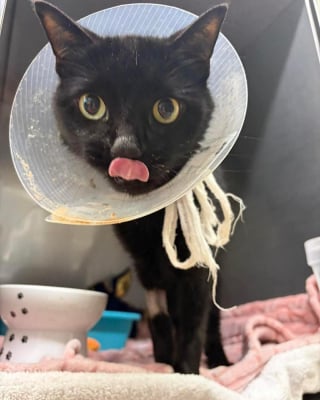 Illustration de l'article : Apr&egrave;s avoir ing&eacute;r&eacute; 26 &eacute;lastiques &agrave; cheveux, une chatte de 6 ans est op&eacute;r&eacute;e en urgence et sauv&eacute;e d'une occlusion intestinale