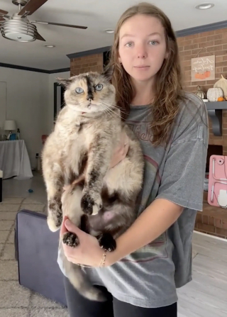 Illustration de l'article : Une chatte atteinte d'ob&eacute;sit&eacute; perd du poids gr&acirc;ce aux parcours d'obstacles construits par sa propri&eacute;taire (vid&eacute;o)