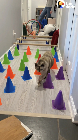 Illustration de l'article : Une chatte atteinte d'ob&eacute;sit&eacute; perd du poids gr&acirc;ce aux parcours d'obstacles construits par sa propri&eacute;taire (vid&eacute;o)