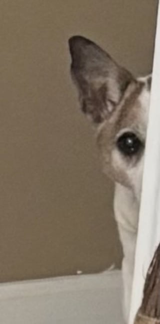 Illustration de l'article : &Acirc;g&eacute; de 16 ans, ce chien adopt&eacute; chiot garde le rituel d'observer chaque nuit sa ma&icirc;tresse depuis le couloir