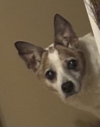 Illustration de l'article : &Acirc;g&eacute; de 16 ans, ce chien adopt&eacute; chiot garde le rituel d'observer chaque nuit sa ma&icirc;tresse depuis le couloir