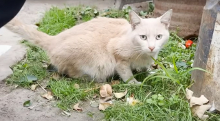 Illustration de l'article : Confondu avec une femelle gestante &agrave; cause de sa maladie, un chat errant est soign&eacute; d'une p&eacute;ritonite infectieuse f&eacute;line