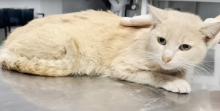 Illustration de l'article : Confondu avec une femelle gestante &agrave; cause de sa maladie, un chat errant est soign&eacute; d'une p&eacute;ritonite infectieuse f&eacute;line