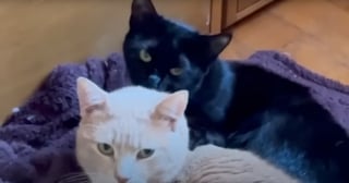 Illustration de l'article : Confondu avec une femelle gestante &agrave; cause de sa maladie, un chat errant est soign&eacute; d'une p&eacute;ritonite infectieuse f&eacute;line