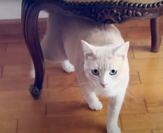 Illustration de l'article : Confondu avec une femelle gestante &agrave; cause de sa maladie, un chat errant est soign&eacute; d'une p&eacute;ritonite infectieuse f&eacute;line