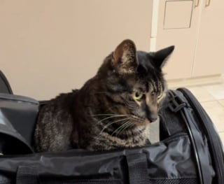 Illustration de l'article : Apr&egrave;s 2 jours sans manger et 1 400 euros de frais v&eacute;t&eacute;rinaires, un chat refusait simplement ses repas au poulet (vid&eacute;o)