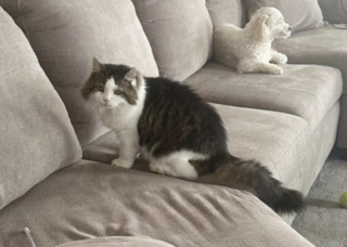 Illustration de l'article : Apr&egrave;s avoir v&eacute;cu toute sa vie dans une &eacute;cole, un chat errant porteur du FIV trouve un foyer d&eacute;finitif et oublie sa d&eacute;pression