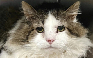 Illustration de l'article : Apr&egrave;s avoir v&eacute;cu toute sa vie dans une &eacute;cole, un chat errant porteur du FIV trouve un foyer d&eacute;finitif et oublie sa d&eacute;pression