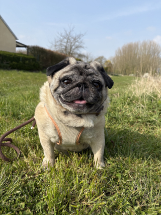 Illustration de l'article : Avis Zenidog&reg; de Virbac, notre test du collier et du diffuseur de ph&eacute;romones pour apaiser un chien stress&eacute;