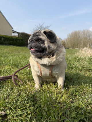 Illustration de l'article : Avis Zenidog&reg; de Virbac, notre test du collier et du diffuseur de ph&eacute;romones pour apaiser un chien stress&eacute;