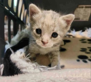 Illustration de l'article : Un chaton secouru dans un parc est finalement adopt&eacute; par le jeune gar&ccedil;on de sa famille d'accueil