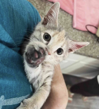 Illustration de l'article : Un chaton secouru dans un parc est finalement adopt&eacute; par le jeune gar&ccedil;on de sa famille d'accueil