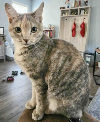 Illustration de l'article : Un chaton secouru dans un parc est finalement adopt&eacute; par le jeune gar&ccedil;on de sa famille d'accueil