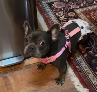 Illustration de l'article : Retrouv&eacute;e paralys&eacute;e dans la rue une Bouledogue Fran&ccedil;ais retrouve partiellement sa mobilit&eacute; gr&acirc;ce &agrave; des s&eacute;ances de physioth&eacute;rapie (vid&eacute;o)