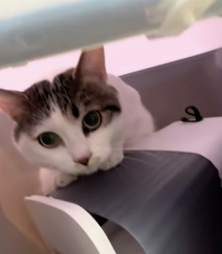 Illustration de l'article : Abandonn&eacute;e avec un mot et de l'argent devant une animalerie, cette chatte est recueillie le temps de l'hospitalisation de son ma&icirc;tre (vid&eacute;o)