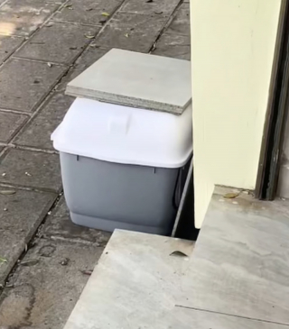 Illustration de l'article : Abandonn&eacute;e avec un mot et de l'argent devant une animalerie, cette chatte est recueillie le temps de l'hospitalisation de son ma&icirc;tre (vid&eacute;o)