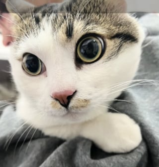 Illustration de l'article : Abandonn&eacute;e avec un mot et de l'argent devant une animalerie, cette chatte est recueillie le temps de l'hospitalisation de son ma&icirc;tre (vid&eacute;o)