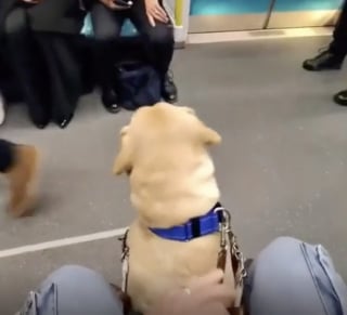 Illustration de l'article : Film&eacute; dans un train bond&eacute; un chien d'assistance guide son ma&icirc;tre malvoyant vers un si&egrave;ge r&eacute;serv&eacute; (vid&eacute;o)