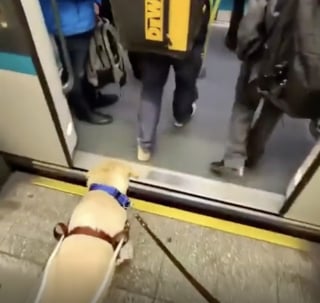 Illustration de l'article : Film&eacute; dans un train bond&eacute; un chien d'assistance guide son ma&icirc;tre malvoyant vers un si&egrave;ge r&eacute;serv&eacute; (vid&eacute;o)