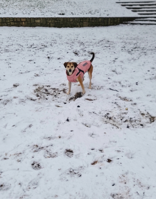 Illustration de l'article : Bloqu&eacute;es par une violente temp&ecirc;te de neige, 2 employ&eacute;es dorment au refuge pour nourrir les animaux